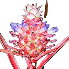 Ananas lucidus fire for sale  Delivered anywhere in USA 