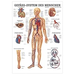 Gefäßsystem lehrtafel anatom gebraucht kaufen  Wird an jeden Ort in Deutschland