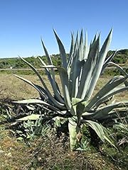 Winterharte agave samen gebraucht kaufen  Wird an jeden Ort in Deutschland