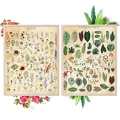 Insire botanical prints for sale  Delivered anywhere in USA 