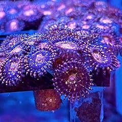 Live saltwater coral for sale  Delivered anywhere in USA 