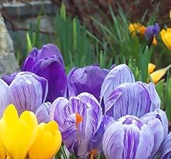 Mixed crocus bulbs for sale  Delivered anywhere in UK