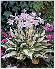 Hosta fortunei fire gebraucht kaufen  Wird an jeden Ort in Deutschland