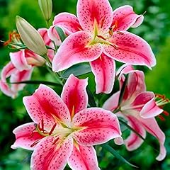 Lilies stargazer star for sale  Delivered anywhere in UK