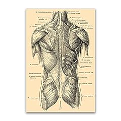 Medical Posters Muscle Anatomy Art - Human Anatomy Artwork Medical Wall Picture Muscle Skeleton Vintage Human Biology Posters Canvas Print for Education Painting Modern Decor - Unframed (back,30x45cm/12x18inch) for sale  Delivered anywhere in Canada