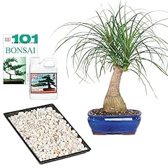 Brussel bonsai live for sale  Delivered anywhere in USA 