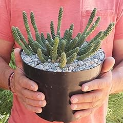 Euphorbia esculenta large for sale  Delivered anywhere in USA 