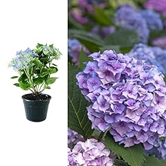 Hydrangea macrophylla nikko for sale  Delivered anywhere in UK