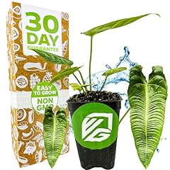 King veitchii anthurium for sale  Delivered anywhere in USA 