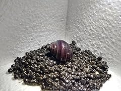 Pack mystery snails for sale  Delivered anywhere in USA 
