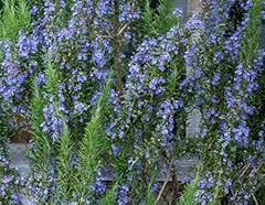 Rosemary tuscan blue for sale  Delivered anywhere in UK
