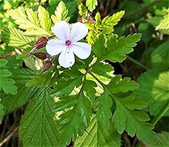 Cornwall plants geranium for sale  Delivered anywhere in UK