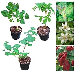 Raspberry tulameen tayberry for sale  Delivered anywhere in UK