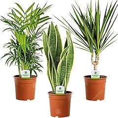Gardenersdream indoor plant for sale  Delivered anywhere in UK