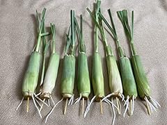 Rooted lemongrass stalks for sale  Delivered anywhere in USA 