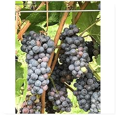 Grape plants grapes for sale  Delivered anywhere in UK