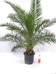 Palmenlager phoenix canariensi gebraucht kaufen  Wird an jeden Ort in Deutschland