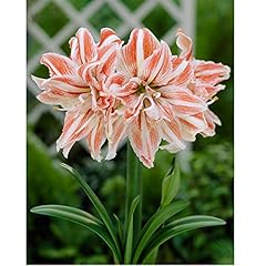 Amaryllis dancing queen for sale  Delivered anywhere in UK