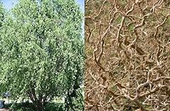 Direct plants salix for sale  Delivered anywhere in UK
