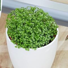 Plant theory 6cm for sale  Delivered anywhere in UK