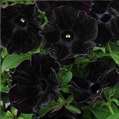 Petunia trailing back for sale  Delivered anywhere in UK