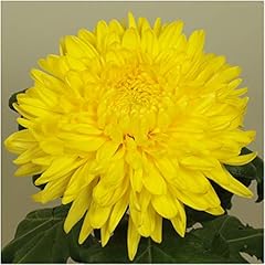 Chrysanthemum dendranthema gol for sale  Delivered anywhere in UK