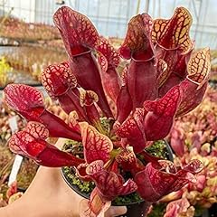 Qauzuy garden sarracenia for sale  Delivered anywhere in USA 