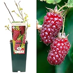 Tayberry rubus hybrid for sale  Delivered anywhere in UK