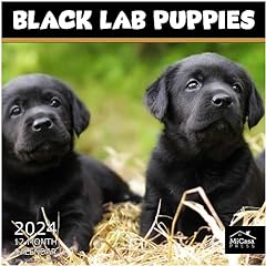 Micasa black lab for sale  Delivered anywhere in USA 