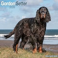 Gordon setter 2026 for sale  Delivered anywhere in UK
