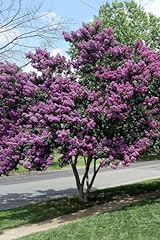 Crape myrtle twilight for sale  Delivered anywhere in USA 