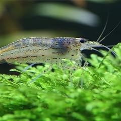 Aquatics amano live for sale  Delivered anywhere in UK