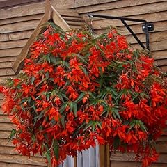 Begonia boliviensis bellavista for sale  Delivered anywhere in UK