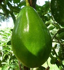 Avocado semil live for sale  Delivered anywhere in USA 