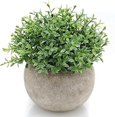 Velener mini sage for sale  Delivered anywhere in USA 