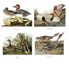 Audubon duck prints for sale  Delivered anywhere in USA 