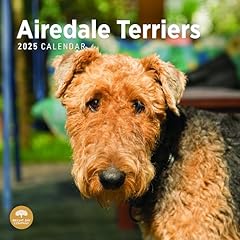 2025 airedale terriers for sale  Delivered anywhere in USA 