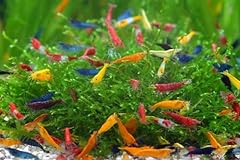 Aquatic mixed color for sale  Delivered anywhere in USA 