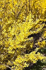 Goldglöckchen forsythia week gebraucht kaufen  Wird an jeden Ort in Deutschland