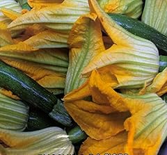 Semi zucchino genovese usato  Spedito ovunque in Italia 