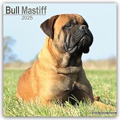 Bull mastiff 2025 for sale  Delivered anywhere in UK