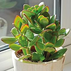Crassula ovata house for sale  Delivered anywhere in UK