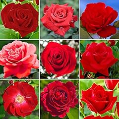 Gardenersdream red rose for sale  Delivered anywhere in UK