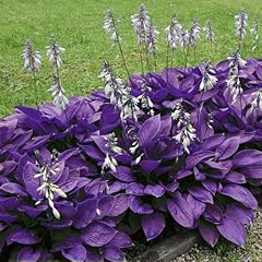 Bulbes hosta vivaces d'occasion  Livré partout en France