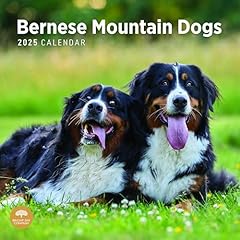 2025 bernese mountain for sale  Delivered anywhere in USA 