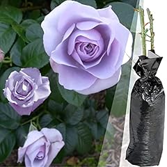 Fragrant rosa blue for sale  Delivered anywhere in UK