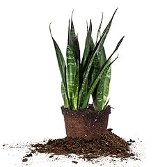 Perfect plants black for sale  Delivered anywhere in USA 