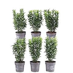 Plants frank laufenden gebraucht kaufen  Wird an jeden Ort in Deutschland