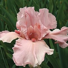 Pink bearded iris for sale  Delivered anywhere in USA 