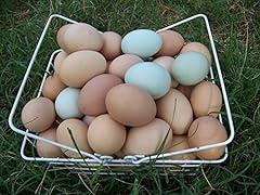 Fertile hatching eggs for sale  Delivered anywhere in USA 